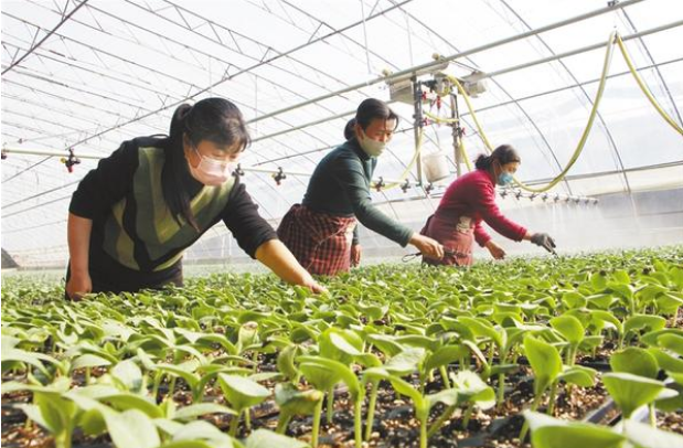 扶溝：全力確?！安嘶@子”種苗供應(yīng)