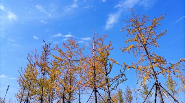 ?多彩的秋天，繽紛的秋葉
