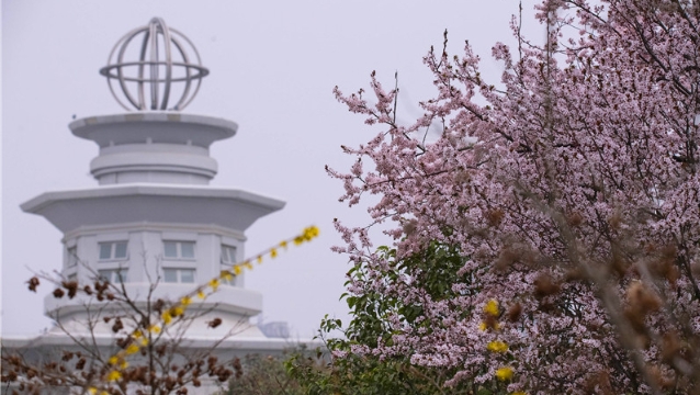 陽春三月，踏青賞花正當時