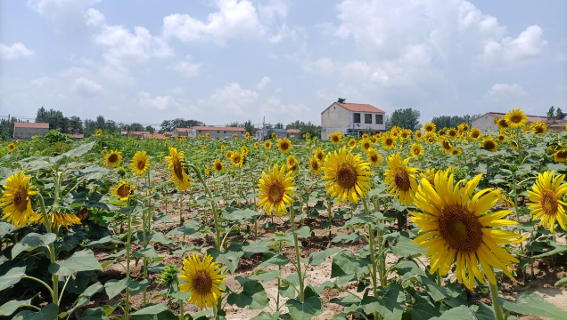 [鹿邑]馬鋪鎮(zhèn)：廢閑土地開出“幸?；ā?> </a></TD>             </TR>           </TBODY>         </TABLE>         <TABLE class=margin_4 border=0 cellSpacing=0 cellPadding=0 width=